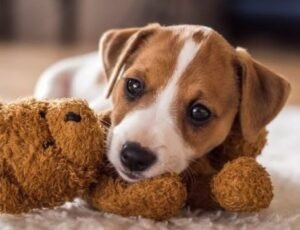 well behaved dogs welcome