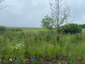 wildflower fields around the house
