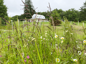 Wildflowers start to bloom