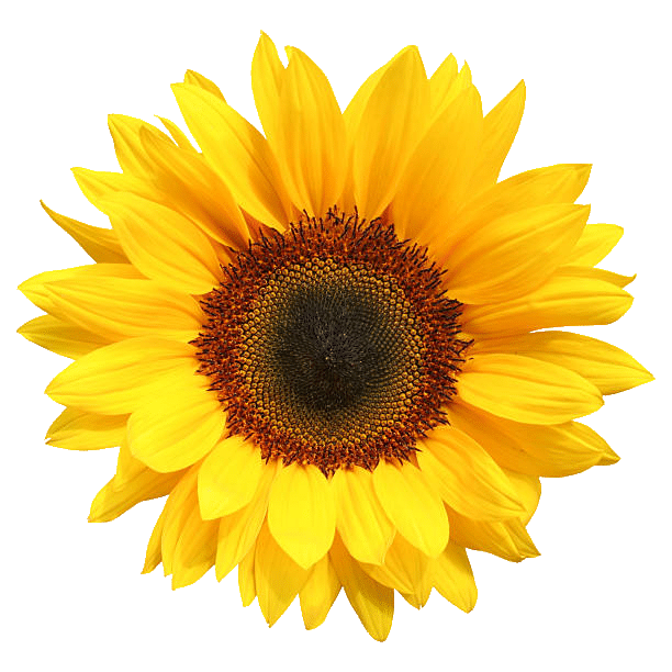 cropped sunflower