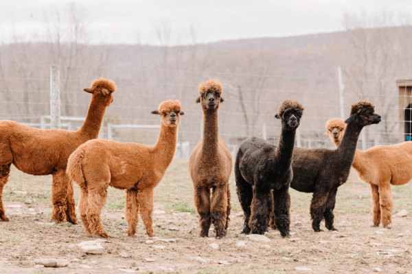 Buck Brook Alpacas is nearby in Roscoe for private tours